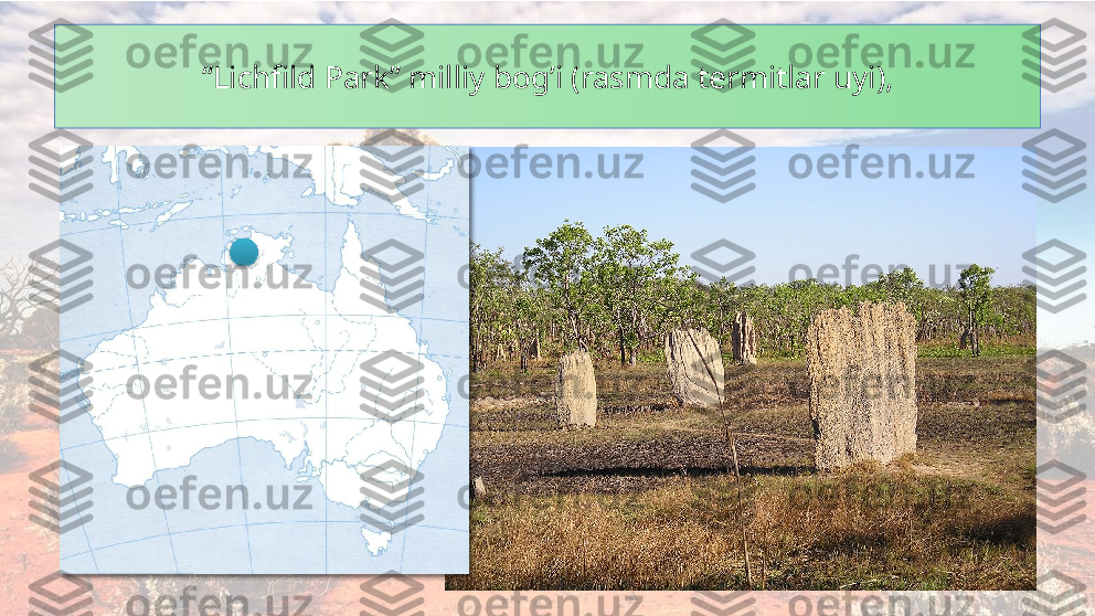 “ Lichfild Park” milliy bog’i (rasmda termitlar uyi),
 
    
