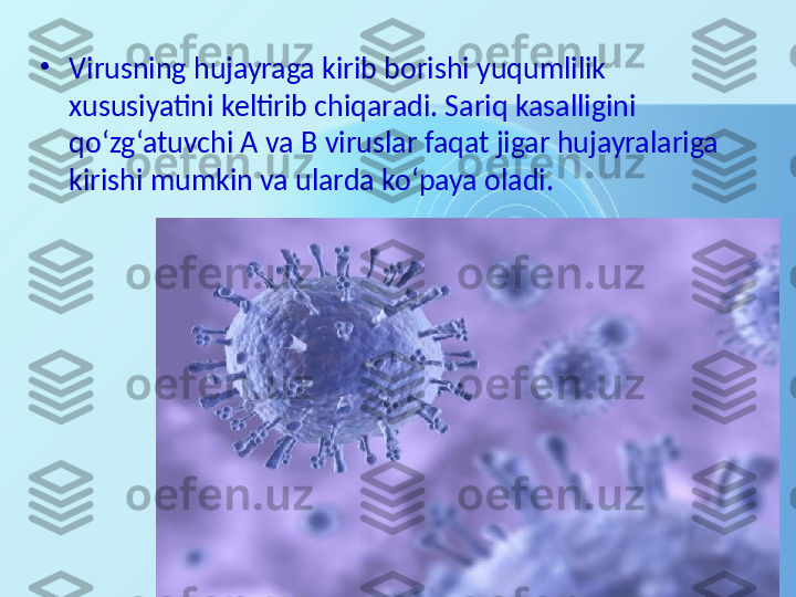 •
Virusning hujayraga kirib borishi yuqumlilik 
xususiyatini keltirib chiqaradi. Sariq kasalligini 
qo‘zg‘atuvchi A va B viruslar faqat jigar hujayralariga 
kirishi mumkin va ularda ko‘paya oladi. 