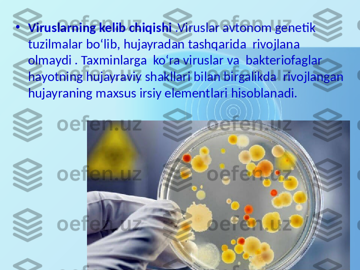 •
Viruslarning kelib chiqishi  .Viruslar avtonom genetik 
tuzilmalar bo‘lib, hujayradan tashqarida  rivojlana  
olmaydi . Taxminlarga  ko‘ra viruslar va  bakteriofaglar 
hayotning hujayraviy shakllari bilan birgalikda  rivojlangan 
hujayraning maxsus irsiy elementlari hisoblanadi. 