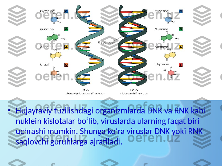 •
Hujayraviy tuzilishdagi organizmlarda DNK va RNK kabi 
nuklein kislotalar bo‘lib, viruslarda ularning faqat biri 
uchrashi mumkin. Shunga ko‘ra viruslar DNK yoki RNK 
saqlovchi guruhlarga ajratiladi. 