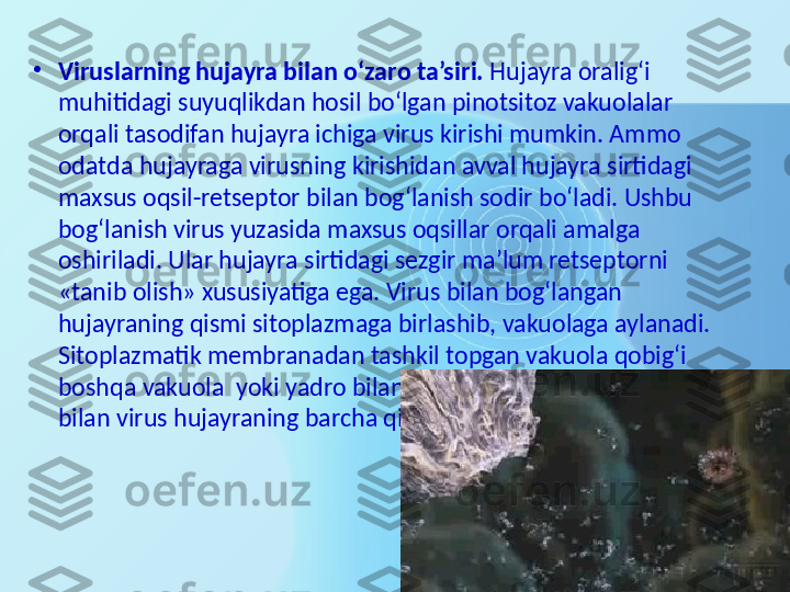 •
Viruslarning hujayra bilan o‘zaro ta’siri.  Hujayra oralig‘i 
muhitidagi suyuqlikdan hosil bo‘lgan pinotsitoz vakuolalar 
orqali tasodifan hujayra ichiga virus kirishi mumkin. Ammo 
odatda hujayraga virusning kirishidan avval hujayra sirtidagi 
maxsus oqsil-retseptor bilan bog‘lanish sodir bo‘ladi. Ushbu 
bog‘lanish virus yuzasida maxsus oqsillar orqali amalga 
oshiriladi. Ular hujayra sirtidagi sezgir ma’lum retseptorni 
«tanib olish» xususiyatiga ega. Virus bilan bog‘langan 
hujayraning qismi sitoplazmaga birlashib, vakuolaga aylanadi. 
Sitoplazmatik membranadan tashkil topgan vakuola qobig‘i 
boshqa vakuola  yoki yadro bilan qo‘shiladi. Ana shunday yo‘l 
bilan virus hujayraning barcha qismiga tarqalishi mumkin. 