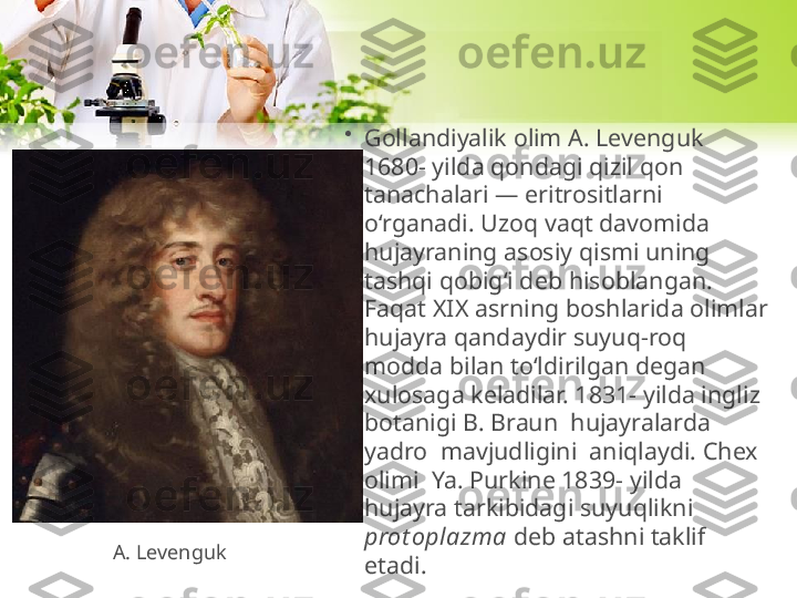 •
Gollandiyalik olim A. Levenguk 
1680- yilda qondagi qizil qon 
tanachalari — eritrositlarni 
o‘rganadi. Uzoq vaqt davomida 
hujayraning asosiy qismi uning 
tashqi qobig‘i deb hisoblangan. 
Faqat XIX asrning boshlarida olimlar 
hujayra qandaydir suyuq-roq 
modda bilan to‘ldirilgan degan 
xulosaga keladilar. 1831- yilda ingliz 
botanigi B. Braun  hujayralarda  
yadro  mavjudligini  aniqlaydi. Chex 
olimi  Ya. Purkine 1839- yilda 
hujayra tarkibidagi suyuqlikni 
prot oplazma  deb atashni taklif 
etadi.A. Levenguk 