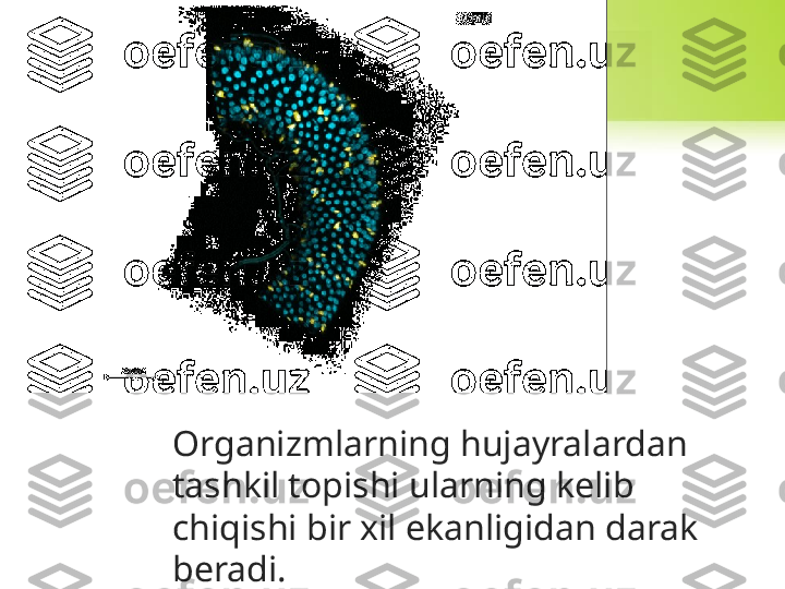 Organizmlarning hujayralardan 
tashkil topishi ularning kelib 
chiqishi bir xil ekanligidan darak 
beradi.  