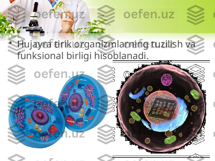 •
Hujayra tirik organizmlarning tuzilish va 
funksional birligi hisoblanadi. 