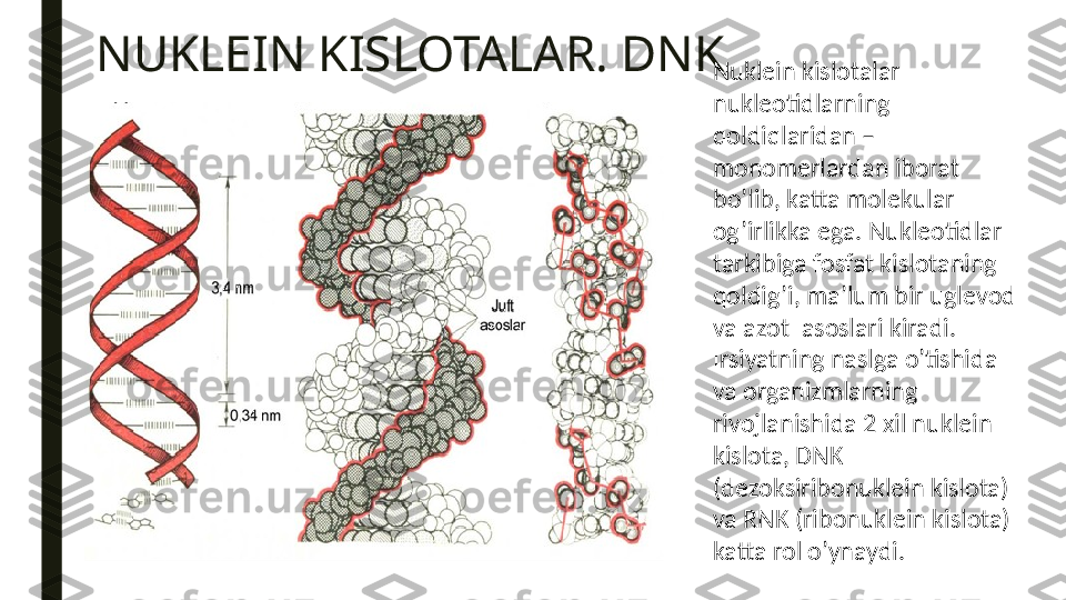 NUKLEIN KISLOTALAR. DNK
Nukl е in kisl о talar 
nukl ео tidlarning 
q о ldiqlaridan – 
m о n о m е rlardan ib о rat 
bo’lib, katta molekular 
о g’irlikka ega. Nukl ео tidlar 
tarkibiga f о sfat kisl о taning 
q о ldig’i, ma’lum bir ugl е v о d 
va az о t  as о slari kiradi.
Irsiyatning naslga o’tishida 
va  о rganizmlarning 
riv о jlanishida 2  х il nukl е in 
kisl о ta, DNK 
(d е z о ksirib о nukl е in kisl о ta) 
va RNK (rib о nukl е in kisl о ta) 
katta r о l o’ynaydi. 