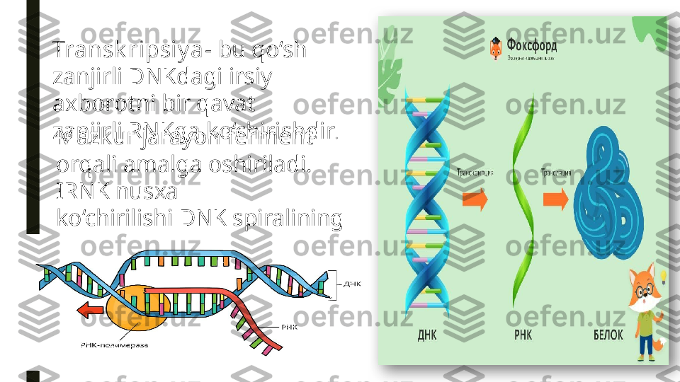 Transk ripsiy a - bu qo‘sh 
zanjirli DNKdagi irsiy 
axborotni bir qavat
zanjirli RNKga ko‘chirishdir .
Mazkur jarayon ferment 
orqali amalga oshiriladi. 
IRNK nusxa
ko‘chirilishi DNK spiralining 
5!-3! tomoniga yo‘nalgan 
boiadi.  