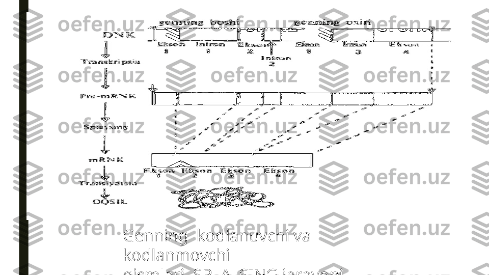 Genning    kodlanuvchi va 
kodlanmovchi
qismlari.  SPLAYSING jarayoni.  