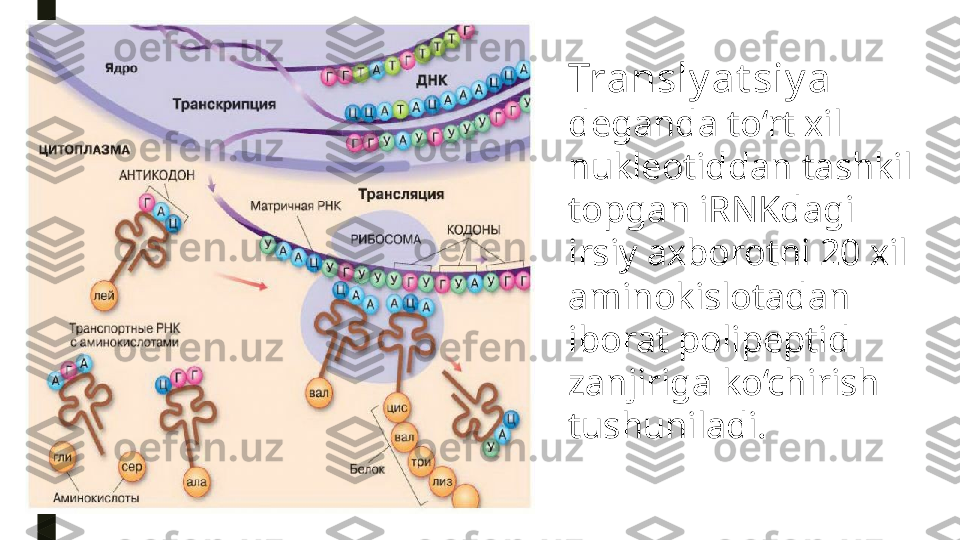 Transly at siy a  
deganda to‘rt xil 
nukleotiddan tashkil 
topgan iRNKdagi
irsiy axborotni 20 xil 
aminokislotadan 
iborat polipeptid 
zanjiriga ko‘chirish
tushuniladi. 