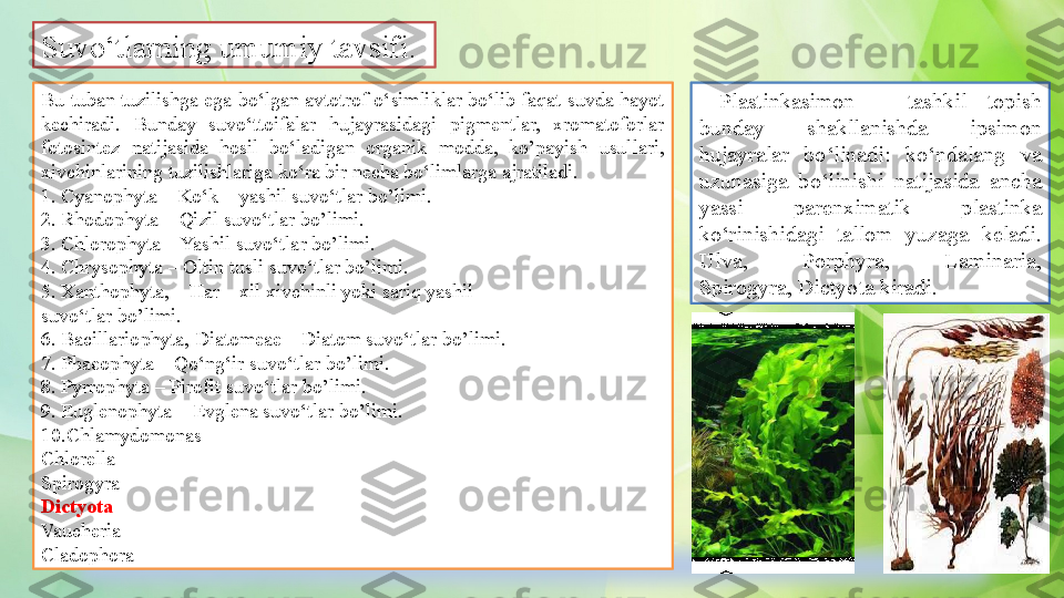 Suvo‘tlarning umumiy tavsifi.
Bu tuban tuzilishga ega bo‘lgan avtotrof o‘simliklar bo‘lib faqat suvda hayot 
kechiradi.  Bunday  suvo‘ttoifalar  hujayrasidagi  pigmentlar,  xromatoforlar 
fotosintez  natijasida  hosil  bo‘ladigan  organik  modda,  ko’payish  usullari, 
xivchinlarining tuzilishlariga ko‘ra bir necha bo‘limlarga ajratiladi.
1. Cyanophyta – Ko‘k – yashil suvo‘tlar bo’limi.
2. Rhodophyta – Qizil suvo‘tlar bo’limi.
3. Chlorophyta – Yashil suvo‘tlar bo’limi.
4. Chrysophyta – Oltin tusli suvo‘tlar bo’limi.
5. Xanthophyta, – Har – xil xivchinli yoki sariq yashil
suvo‘tlar bo’limi.
6. Bacillariophyta, Diatomeae – Diatom suvo‘tlar bo’limi.
7. Phaeophyta – Qo‘ng‘ir suvo‘tlar bo’limi.
8. Pyrrophyta – Pirofit suvo‘tlar bo’limi.
9. Euglenophyta – Evglena suvo‘tlar bo’limi.
10.Chlamydomonas
Chlorella
Spirogyra
Dictyota
Vaucheria
Cladophora   Plastinkasimon  –  tashkil  topish 
bunday  shakllanishda  ipsimon 
hujayralar  bo‘linadi:  ko‘ndalang  va 
uzunasiga  bo‘linishi  natijasida  ancha 
yassi  parenximatik  plastinka 
ko‘rinishidagi  tallom  yuzaga  keladi. 
Ulva,  Porphyra,  Laminaria, 
Spirogyra, Dictyota kiradi. 