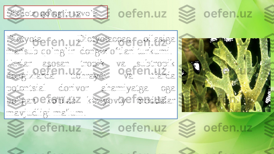 Dictyota  —  Dictyotaceae  oilasiga 
mansub qo`ng`ir  dengiz o tlari turkumi.  ʻ
Turlar  asosan  tropik  va  subtropik 
dengizlarda  uchraydi  va  ularda 
potentsial  dorivor  ahamiyatga  ega 
bo'lgan  ko'plab  kimyoviy  moddalar 
mavjudligi ma'lum.  Diktiota  qo`ng`ir suvo`ti  