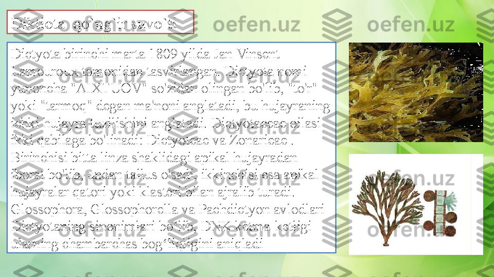 Dictyota birinchi marta 1809 yilda Jan Vinsent 
Lamouroux tomonidan tasvirlangan. Dictyota nomi 
yunoncha "AIXTUOV" so'zidan olingan bo'lib, "to'r" 
yoki "tarmoq" degan ma'noni anglatadi, bu hujayraning 
ichki hujayra tuzilishini anglatadi. Dictyotaceae oilasi 
ikki qabilaga bo'linadi: Dictyoteae va Zonarieae .  
Birinchisi bitta linza shaklidagi apikal hujayradan 
iborat bo'lib, undan tallus o'sadi, ikkinchisi esa apikal 
hujayralar qatori yoki klasteri bilan ajralib turadi. 
Glossophora, Glossophorella va Pachdictyon avlodlari 
Dictyotaning sinonimlari bo lib, DNK ketma-ketligi ʻ
ularning chambarchas bog liqligini aniqladi	
ʻDiktiota  qo`ng`ir suvo`ti  