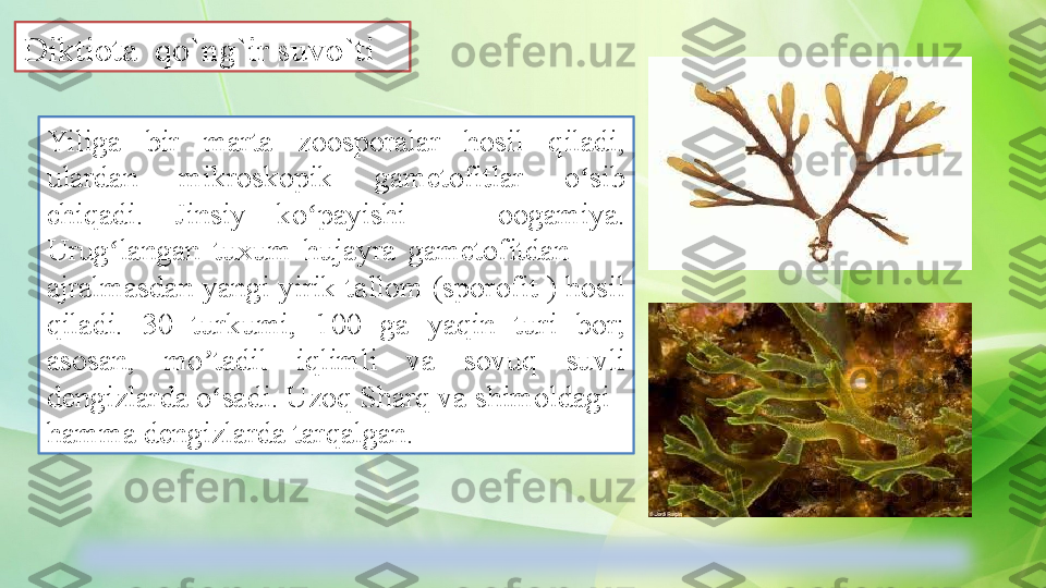 Yiliga  bir  marta  zoosporalar  hosil  qiladi, 
ulardan  mikroskopik  gametofitlar  o sib ʻ
chiqadi.  Jinsiy  ko payishi  —  oogamiya. 	
ʻ
Urug langan  tuxum  hujayra  gametofitdan    — 	
ʻ
ajralmasdan yangi yirik tallom (sporofit ) hosil 
qiladi.  30  turkumi,  100  ga  yaqin  turi  bor; 
asosan,  mo tadil  iqlimli  va  sovuq  suvli 	
ʼ
dengizlarda o sadi. Uzoq Sharq va shimoldagi
ʻ
hamma dengizlarda tarqalgan.Diktiota  qo`ng`ir suvo`ti  