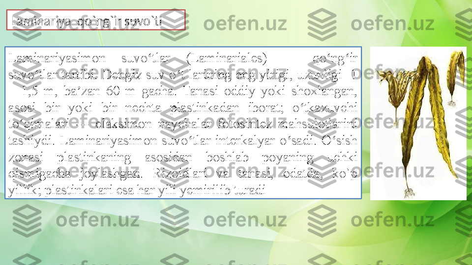 Laminariyasimon  suvo tlar  (Laminariales)  —  qo ng ir ʻ ʻ ʻ
suvo tlar  tartibi.  Dengiz suv  o t  larining  eng  yirigi, uzunligi    1 	
ʻ ʻ
–  1,5  m,  ba zan  60  m  gacha.  Tanasi  oddiy  yoki  shoxlangan, 	
ʼ
asosi  bir  yoki  bir  nechta  plastinkadan  iborat;  o tkazuvchi 	
ʻ
to qimalari  —  elaksimon  naychalar  fotosintez  mahsulotlarini 	
ʻ
tashiydi.  Laminariyasimon  suvo tlar  interkalyar  o sadi.  O sish 	
ʻ ʻ ʻ
zonasi  plastinkaning  asosidan  boshlab  poyaning  uchki 
qismigacha  joylashgan.  Rizoidlari  va  tanasi,  odatda,  ko`p 
yillik; plastinkalari esa har yili yemirilib turadi Laminariya  qo`ng`ir suvo`ti  