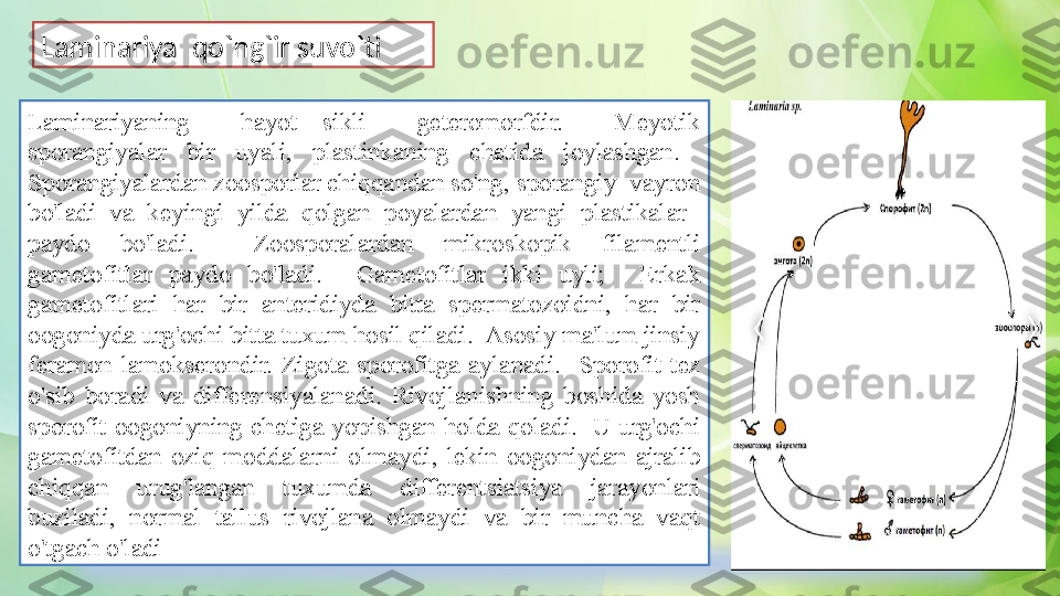 Laminariya  qo`ng`ir suvo`ti 
Laminariyaning    hayot  sikli    geteromorfdir.    Meyotik 
sporangiyalar  bir  uyali,  plastinkaning  chetida  joylashgan.   
Sporangiyalardan zoosporlar chiqqandan so'ng, sporangiy  vayron 
bo'ladi  va  keyingi  yilda  qolgan  poyalardan  yangi  plastikalar   
paydo  bo'ladi.    Zoosporalardan  mikroskopik  filamentli 
gametofitlar  paydo  bo'ladi.    Gametofitlar  ikki  uyli;    Erkak 
gametofitlari  har  bir  anteridiyda  bitta  spermatozoidni,  har  bir 
oogoniyda urg'ochi bitta tuxum hosil qiladi.  Asosiy ma'lum jinsiy 
feramon  lamokserondir.  Zigota  sporofitga  aylanadi.    Sporofit  tez 
o'sib  boradi  va  differensiyalanadi.  Rivojlanishning  boshida  yosh 
sporofit  oogoniyning  chetiga  yopishgan  holda  qoladi.   U urg'ochi 
gametofitdan  oziq  moddalarni  olmaydi,  lekin  oogoniydan  ajralib 
chiqqan  urug'langan  tuxumda  differentsiatsiya  jarayonlari 
buziladi,  normal  tallus  rivojlana  olmaydi  va  bir  muncha  vaqt 
o'tgach o'ladi  