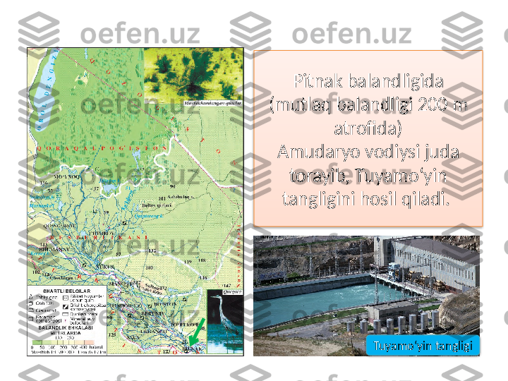 Pitnak balandligida 
(mutlaq balandligi 200 m 
atrofida)
Amudaryo vodiysi juda 
torayib,  Т uyamo‘yin 
tangligini hosil qiladi. 
Tuyamo‘yin tangligi   