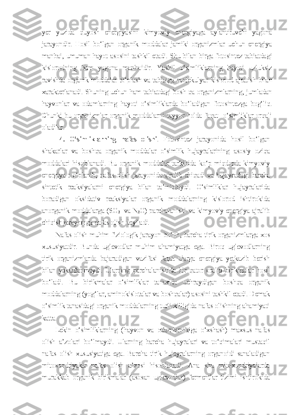 yer   yuzida   quyosh   energiyasini   kimyoviy   energiyaga   aylantiruvchi   yagona
jarayondir.   Hosil   bo‘lgan   organik   moddalar   jamiki   organizmlar   uchun   energiya
manbai, umuman hayot asosini  tashkil etadi. Shu bilan birga fotosintez tabiatdagi
kislorodning   ham   yagona   manbaidir.   Yashil   o‘simliklarning   hayoti   uzluksiz
ravishda  organik moddalar to‘plash va tabiatga molekulyar kislorod ajratish bilan
xarakterlanadi. Shuning uchun ham tabiatdagi bosh qa organizmlarning, jumladan
hayvonlar   va   odamlarning   hayoti   o‘simliklarda   bo‘ladigan   fotosintezga   bog‘liq.
Chunki  bu organizmlar  organik moddalarni  tayyor  holda  faqat    o‘simliklar  orqali
oladilar.
4.   O‘simliklarning   nafas   olishi .   Fotosintez   jarayonida   hosil   bo‘lgan
shakarlar   va   boshqa   organik   moddalar   o‘simlik   hujayralarining   asosiy   oziqa
moddalari   hisoblanadi.   Bu   organik   moddalar   tarkibida   ko‘p   miqdorda   kimyoviy
energiya   t   o‘planib,   nafas   olish   jarayonida   ajralib   chiqadi   va   hujayradagi   barcha
sintetik   reaksiyalarni   energiya   bilan   ta’minlaydi.   O‘simliklar   hujayralarida
boradigan   oksidativ   reaksiyalar   organik   moddalarning   kislorod   ishtirokida
anorganik moddalarga (SO
2     va N
2 O)  parchalanishi  va kimyoviy energiya ajralib
chiqish jarayoniga nafas olish deyiladi. 
Nafas olish muhim fiziologik jarayon bo‘lib, barcha tirik organizmlarga xos
xususiyatdir.   Bunda   uglevodlar   muhim   ahamiyatga   ega.   Biroq   uglevodlarning
tirik   organizmlarda   bajaradigan   vazifasi   faqat   ularga   energiya   yetkazib   berish
bilan   yakunlanmaydi.   Ularning   parchalanishida   bir   q ator   oraliq   birikmalar   hosil
bo‘ladi.   Bu   birikmalar   o‘simliklar   tanasida   uchraydigan   boshqa   organik
moddalarning (yog‘lar, aminokislotalar va boshqalar) asosini tashkil etadi. Demak
o‘simlik tanasidagi organik moddalarning turli xilligida nafas olishning ahamiyati
katta.
Lekin   o‘simliklarning   (hayvon   va   odamlarnikiga   o‘xshash)   maxsus   nafas
olish   a’zolari   bo‘lmaydi.   Ularning   barcha   hujayralari   va   to‘qimalari   mustaqil
nafas   olish   xususiyatiga   ega.   Barcha   tirik   hujayralarning   organoidi   sanaladigan
mitoxondriyalar   nafas   olish   a’zosi   hisoblanadi.   Ana   shu   mitoxondriyalarda
murakkab   organik   birikmalar   (asosan   uglevodlar)   fermentlar   tizimi   ishtirokida 