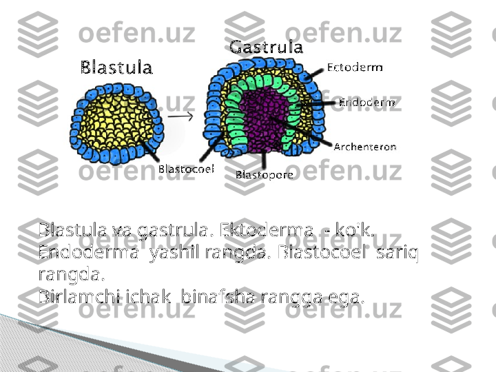 Blastula va gastrula. Ektoderma  - ko'k.
Endoderma  yashil rangda. Blastocoel  sariq 
rangda.
Birlamchi ichak  binafsha rangga ega.     