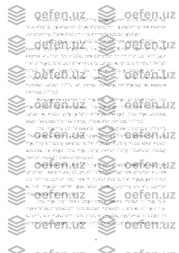 Meduzalarda   nerv   elementlarining   talaygina   qismi   zontik   tevaragida   ikki
halqa   shaklida   joylashgandir.   Chuvalchanglar,   mol-   lyuskalaming   nerv   sistemasi
ular tanasining o‘ng va chap tomonida simmetrik suratda joylashgan.
  Bu   zanjir   (yoki   tugun)   shaklida   tuzilgan   nerv   sistemasi   bo‘lib,   nerv
sistemasi   taraqqiyotining   yuqoriroq   bos-   qichidir.   Xordali   hayvonlarning   nerv
sistemasi   shu   bilan   farq   qiladiki,   nerv   elementlari   bir-biri   bilan   tuta-   shib   tugun
hosil qilmaydi, balki uzun chilvir shaklida tuzilgan va ichida ko‘pincha bo‘shlig‘i
bo‘ladi.   Xordali   hayvonlarda   orqa   miya   va   ibtidoiy   darajada   bosh   miya
bo‘lganligini   ko‘ramiz.   Umurtqali   hayvonlar   bilan   odamda   nerv   sistemasi
murakkab   tuzilgan   bo‘lib,   uch   qismga:   markaziy,   periferiyadagi   va   vegetativ
qismlarga bo‘linadi.
Markaziy nerv sistemasi bosh miya bilan orqa miya- dan tarkib topgan.Orqa
miya   umurtqa   pog‘onasining   kana-   lida   joylashgan   bo‘lib,   nerv   to‘qimasidan
tuzilgan   va   shaklan   go‘yo   yo‘g‘on   chilvirga   o‘xshaydi.   Orqa   miya   uzunasiga
ketgan ikkita egat bilan ikki qismga: o‘ng va chap qismlarga bo‘linadi.
Orqa   miyaning   atrof-chekkasida   oq   modda   (nerv   tolalarining   to‘plami),
o‘rtasida esa kulrang modda (nerv hujayralarining to‘plami) joylashganligini orqa
miya   ning   ko'ndalang   kesigidan   ko'rish   mumkin   .Kulrang   modda   kesigi   shaklan
kapalakka   o'x-   shaydi.   Orqa   miya   oldingi   qismlari   oldingi   ildizchalar,   orqadagi
qismlari orqadagi ildizchalar deb ataladi.
Orqa  miyada  nerv tutam  bo'lib  joylashgan,  qo'zg'alish  periferiya-  dagi  nerv
uchlaridan - skelet muskullari, teri, shilliq pardalar- dagi nerv uchlaridan shu nerv
tola- larining tutamlari orqali nerv im- pulslari shaklida bosh miyaga yetib boradi
va   bosh   miyadan   periferi-   yaga   keladi.   Nerv   tolalarining   ana   shu   tutamlari
o‘tkazuvchi yo‘llar deb ataladi.
Orqa   miya   ongli   psixik   jarayonlarning   bevosita   markazi   bo'lmay,   balki
ongsiz   reflektor   harakatlarni   idora   etadigan   markazdir.   U   tana   va   qo'l-oyoq   inus-
kullarini,   ko'z   muskullarini   idora   qiladi,   shuningdek,   organizmda   bo'ladigan   bir
qancha fiziologik jarayonlarni, ya’ni tomir harakatlari, ter chiqarish va boshqa shu
6 