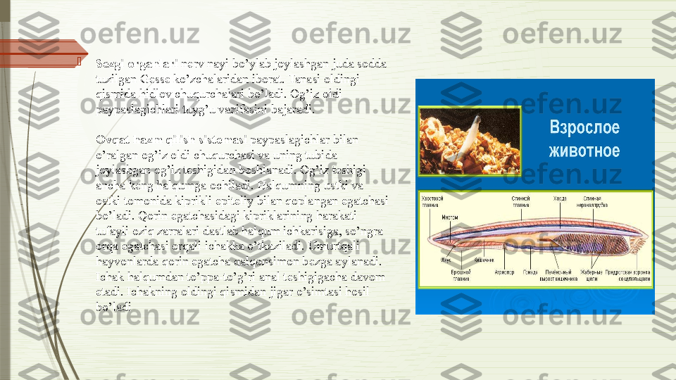 
S е zgi organlari  n е rv nayi bo’ylab joylashgan juda sodda 
tuzilgan G е ss е  ko’zchalaridan iborat. Tanasi oldingi 
qismida hidlov chuqurchalari bo’ladi. Og’iz oldi 
paypaslagichlari tuyg’u vazifasini bajaradi.
Ovqat hazm qilish sist е masi  	
paypaslagichlar bilan 
o’ralgan og’iz oldi chuqurchasi va uning tubida 
joylashgan og’iz t е shigidan boshlanadi. Og’iz t е shigi 
ancha k е ng halqumga ochiladi. Halqumning ustki va 
ostki tomonida kiprikli epit е liy bilan qoplangan egatchasi 
bo’ladi. Qorin egatchasidagi kipriklarining harakati 
tufayli oziq zarralari dastlab halqum ichkarisiga, so’ngra 
orqa egatchasi orqali ichakka o’tkaziladi. Umurtqali 
hayvonlarda qorin egatcha qalqonsimon b е zga aylanadi. 
Ichak halqumdan to’ppa-to’g’ri anal t е shigigacha davom 
etadi. Ichakning oldingi qismidan jigar o’simtasi hosil 
bo’ladi	
               