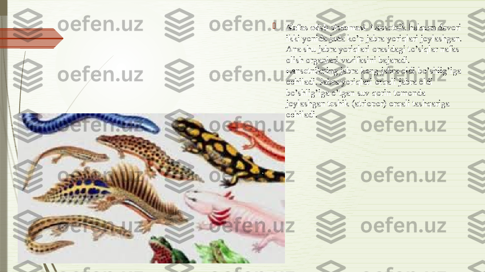 
Nafas olish sist е masi.  Lans е tnik halqum d е vori 
ikki yonida juda ko’p jabra yoriqlari joylashgan. 
Ana shu jabra yoriqlari orasidagi to’siqlar nafas 
olish organlari vazifasini bajaradi. 
Lans е tnikning jabra k е ng jabra oldi bo’shlig’iga 
ochiladi. Jabra yoriqlari orqali jabra oldi 
bo’shlig’iga o’tgan suv qorin tomonda 
joylashgan t е shik (atriopor) orqali tashqariga 
ochiladi.              