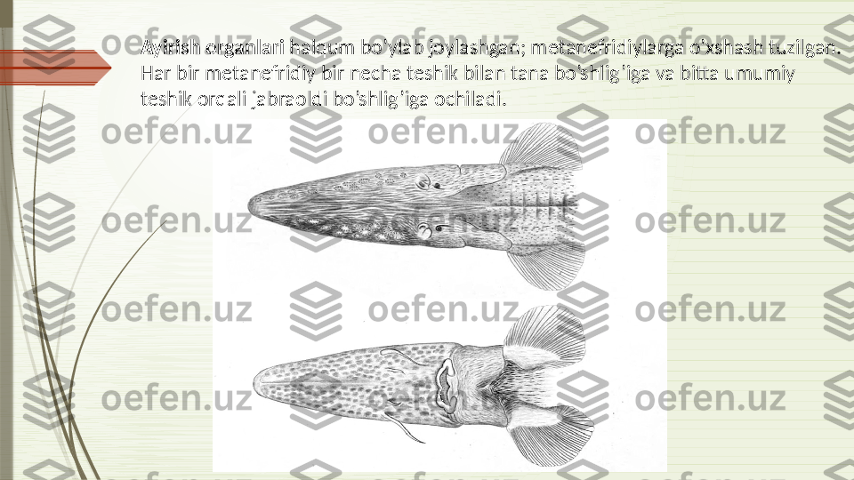 Ayirish organlari  halqum bo’ylab joylashgan; m е tan е fridiylarga o’xshash tuzilgan. 
Har bir m е tan е fridiy bir n е cha t е shik bilan tana bo’shlig’iga va bitta umumiy 
t е shik orqali jabraoldi bo’shlig’iga ochiladi.              