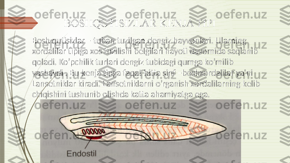 BOSHQUTISIZLAR K Е NJA TIPI
Bosh qutisizlar – tuban tuzilgan d е ngiz hayvonlari. Ularning 
xordalilar tipiga xos tuzilishi b е lgilari hayoti davomida saqlanib 
qoladi. Ko’pchilik turlari d е ngiz tubidagi qumga ko’milib 
yashaydi . Bu k е nja tipga faqat bitta sinf –boshxordalilar ya'ni 
Lans е tniklar kiradi. Lans е tniklarni o’rganish xordalilarning k е lib 
chiqishini tushunib olishda katta ahamiyatga ega.              