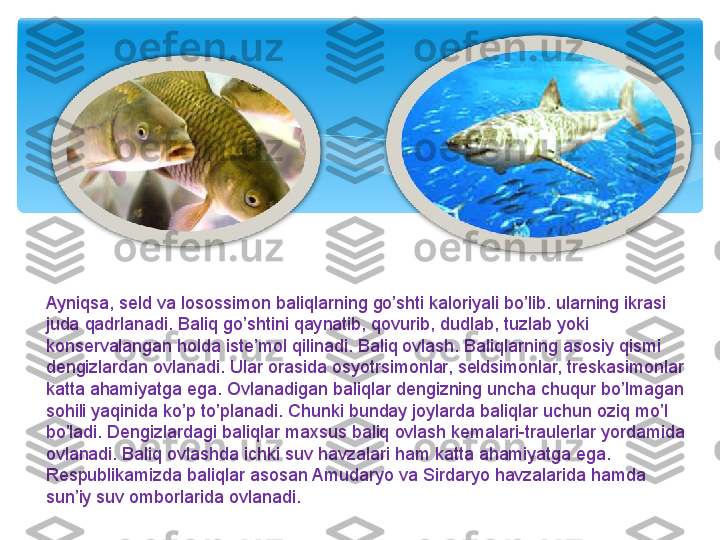 Ayniqsa, seld va losossimon baliqlarning go’shti kaloriyali bo’lib. ularning ikrasi 
juda qadrlanadi. Baliq go’shtini qaynatib, qovurib, dudlab, tuzlab yoki 
konservalangan holda iste’mol qilinadi. Baliq ovlash. Baliqlarning asosiy qismi 
dengizlardan ovlanadi. Ular orasida osyotrsimonlar, seldsimonlar, treskasimonlar 
katta ahamiyatga ega. Ovlanadigan baliqlar dengizning uncha chuqur bo’lmagan 
sohili yaqinida ko’p to’planadi. Chunki bunday joylarda baliqlar uchun oziq mo’l 
bo’ladi. Dengizlardagi baliqlar maxsus baliq ovlash kemalari-traulerlar yordamida 
ovlanadi. Baliq ovlashda ichki suv havzalari ham katta ahamiyatga ega. 
Respublikamizda baliqlar asosan Amudaryo va Sirdaryo havzalarida hamda 
sun’iy suv omborlarida ovlanadi.    