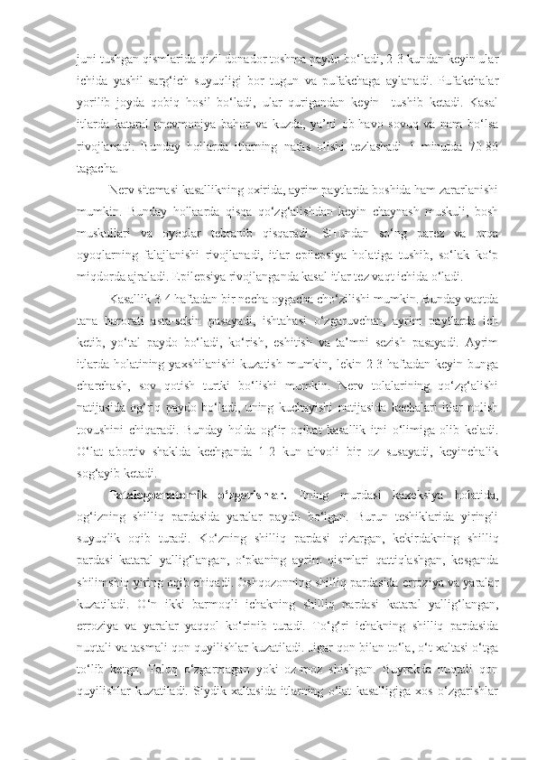 juni tushgan qismlarida qizil donador toshma paydo bo‘ladi, 2-3 kundan keyin ular
ichida   yashil-sarg‘ich   suyuqligi   bor   tugun   va   pufakchaga   aylanadi.   Pufakchalar
yorilib   joyda   qobiq   hosil   bo‘ladi,   ular   qurigandan   keyin     tushib   ketadi.   Kasal
itlarda   kataral   pnevmoniya   bahor   va   kuzda,   ya’ni   ob-havo   sovuq   va   nam   bo‘lsa
rivojlanadi.   Bunday   hollarda   itlarning   nafas   olishi   tezlashadi   1   minutda   70-80
tagacha.
Nerv sitemasi kasallikning oxirida, ayrim paytlarda boshida ham zararlanishi
mumkin.   Bunday   hollaarda   qisqa   qo‘zg‘alishdan   keyin   chaynash   muskuli,   bosh
muskullari   va   oyoqlar   tebranib   qisqaradi.   SHundan   so‘ng   parez   va   orqa
oyoqlarning   falajlanishi   rivojlanadi,   itlar   epilepsiya   holatiga   tushib,   so‘lak   ko‘p
miqdorda ajraladi. Epilepsiya rivojlanganda kasal itlar tez vaqt ichida o‘ladi.
Kasallik 3-4 haftadan bir necha oygacha cho‘zilishi mumkin. Bunday vaqtda
tana   harorati   asta-sekin   pasayadi,   ishtahasi   o‘zgaruvchan,   ayrim   paytlarda   ich
ketib,   yo‘tal   paydo   bo‘ladi,   ko‘rish,   eshitish   va   ta’mni   sezish   pasayadi.   Ayrim
itlarda holatining yaxshilanishi  kuzatish  mumkin, lekin 2-3 haftadan keyin bunga
charchash,   sov   qotish   turtki   bo‘lishi   mumkin.   Nerv   tolalarining   qo‘zg‘alishi
natijasida   og‘riq   paydo   bo‘ladi,   uning   kuchayishi   natijasida   kechalari   itlar   nolish
tovushini   chiqaradi.   Bunday   holda   og‘ir   oqibat   kasallik   itni   o‘limiga   olib   keladi.
O‘lat   abortiv   shaklda   kechganda   1-2   kun   ahvoli   bir   oz   susayadi,   keyinchalik
sog‘ayib ketadi.
Patalogoanatomik   o‘zgarishlar.   Itning   murdasi   kaxeksiya   holatida,
og‘izning   shilliq   pardasida   yaralar   paydo   bo‘lgan.   Burun   teshiklarida   yiringli
suyuqlik   oqib   turadi.   Ko‘zning   shilliq   pardasi   qizargan,   kekirdakning   shilliq
pardasi   kataral   yallig‘langan,   o‘pkaning   ayrim   qismlari   qattiqlashgan,   kesganda
shilimshiq yiring oqib chiqadi. Oshqozonning shilliq pardasida erroziya va yaralar
kuzatiladi.   O‘n   ikki   barmoqli   ichakning   shilliq   pardasi   kataral   yallig‘langan,
erroziya   va   yaralar   yaqqol   ko‘rinib   turadi.   To‘g‘ri   ichakning   shilliq   pardasida
nuqtali va tasmali qon quyilishlar kuzatiladi. Jigar qon bilan to‘la, o‘t xaltasi o‘tga
to‘lib   ketgn.   Taloq   o‘zgarmagan   yoki   oz-moz   shishgan.   Buyrakda   nuqtali   qon
quyilishlar   kuzatiladi.   Siydik   xaltasida   itlarning   o‘lat   kasalligiga   xos   o‘zgarishlar 