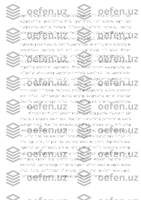 keyin   retikulyar   va   endotelial   xujayralarda   paydo   bo‘lib   virus   donachalari       jigar
xujayralarining     yadrolarining   ichida     yig‘ilishadi,   oldin   kuperov,   keyin   jigar
hujayralarida.Jigarning   markaziy   bo‘laklarida   buzilishlar   natijasida,   organing
parenximasida distrofik o‘zgarishlar rivojlanadi, bu modda olmashuvining chuqur
buzulishiga va organizmning zaxarlanishiga olib keladi. Zaxarlanishni  kuchayishi
buyrak va yurak muskulida distrofik uzgarishlarga   va shilliq, seroz pardalarda va
parenximatoz   organlarda   ko‘p   sonli   qon   quyilishlarga   olib   keladi.   Virusni
markaziy   nerv   sistemasiga   o‘tishi   uning   boshqarish   funksiyasini,xarkatini     va
modda almashuvi chuqur buzilishiga olib keladi. YUqimli gepatitda itlarning bosh
miyasining   zararlanishi   uzgaruvchan.   Virus   endoteliotropizm   xususiyatlariga   ega
bo‘lganligi   uchun,   asosiy   uzgarishlar   tomirlarda   kuzatilinadi.   Erta   uzgarishlardan
tomirlarning   butunligini   buzulishi,   ularni   ayrim   xujayralarning   nekrozi   bilan
bog‘liq.   Keyinchalik   tomirlarning   devori   va   atrofdagi   bo‘shliqda   shish,
mononuklear   infiltratsiya   rivojlanadi,   endoteliy   xujayralarida   Rubarta   tanachalari
xosil   bo‘ladi.   Og‘ir   kechgan   vaqitda   gangliya   xujayralarida   xar   xil   shaklidagi
distrofik   uzgarishlar   paydo   bo‘ladi.   Bu   esa   kasllika   xos   funksional   uzgarishlarga
olib keladi.
Simptomlar . YUqimli gepatini virusini itlar tabiy yuqtirsa inkubatsion davr
3   kunda   9   kungacha   davom   etadi.   Kasallikni   boshlanishida   jabirlanish   va   sustlik
kuchayib  boradi.  Kasal   itlar  xarakatsiz,   ko‘p  yotadi,  ishtaxasi  tantiq.  Ko‘p  utmay
ovqatdan   vos   kechadi,   qiyinchilik   bilan   turadi,   xarakat   qilgada   dabdirab   yuradi.
SHu bilan birgalikda kasallangan  itlarda gepatitga xos  belgilar  paydo  bo‘ladi:  o‘t
bilan   qayt   qilish,   bir   yoki   ikki   taraflama   keratit   va   tonzilit.   Keyinchalik   kasal
hayvonlar   tez   ozib   ketadi,   ko‘z   va   og‘iz   bo‘shlig‘i   shilliq   pardalarida   anemiya
paydo   bo‘ladi,   ayrimlarida   ko‘zning   oqimshil   pardasi   sarg‘ayadi.   Sarig‘lik   va
animiyada   siydikni   rangi   qoramtir   bu   esa   gepatitni   xarakterli   begilarida   bo‘lib
xisoblanadi. Jigar  palpatsiya qilinganda hayvon og‘riqni sezadi  va avylab xarakat
qiladi.   Bunda   ular   “o‘tirgan   it”   xolatiga   o‘tib,   oldingi   oyoqlarini   keng   quyadi.
Itlarning gepatitida xarorat reaksiyasiga ayniqsa etibor berish lozim.     