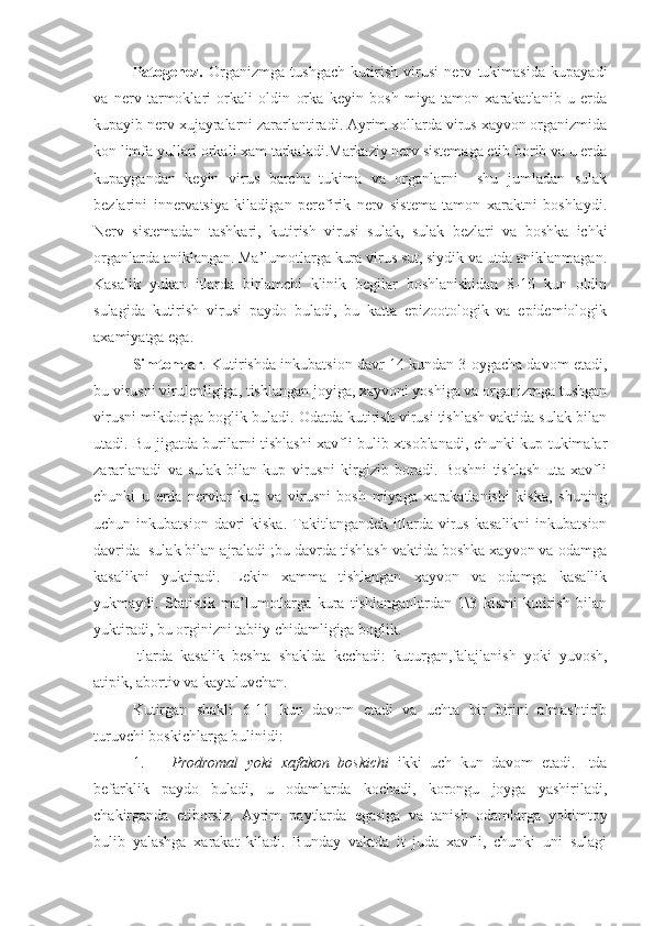 Patogenez.   Organizmga   tushgach   kutirish   virusi   nerv   tukimasida   kupayadi
va   nerv   tarmoklari   orkali   oldin   orka   keyin   bosh   miya   tamon   xarakatlanib   u   erda
kupayib nerv xujayralarni zararlantiradi. Ayrim xollarda virus xayvon organizmida
kon limfa yullari orkali xam tarkaladi.Markaziy nerv sistemaga etib borib va u erda
kupaygandan   keyin   virus   barcha   tukima   va   organlarni     shu   jumladan   sulak
bezlarini   innervatsiya   kiladigan   perefirik   nerv   sistema   tamon   xaraktni   boshlaydi.
Nerv   sistemadan   tashkari,   kutirish   virusi   sulak,   sulak   bezlari   va   boshka   ichki
organlarda aniklangan. Ma’lumotlarga kura virus sut, siydik va utda aniklanmagan.
Kasalik   yukan   itlarda   birlamchi   klinik   begilar   boshlanishidan   8-10   kun   oldin
sulagida   kutirish   virusi   paydo   buladi,   bu   katta   epizootologik   va   epidemiologik
axamiyatga ega.
Simtomlar . Kutirishda inkubatsion davr 14 kundan 3 oygacha davom etadi,
bu virusni virulenligiga, tishlangan joyiga, xayvoni yoshiga va organizmga tushgan
virusni mikdoriga boglik buladi. Odatda kutirish virusi tishlash vaktida sulak bilan
utadi. Bu jigatda burilarni tishlashi xavfli bulib xtsoblanadi, chunki kup tukimalar
zararlanadi   va   sulak   bilan   kup   virusni   kirgizib   boradi.   Boshni   tishlash   uta   xavfli
chunki   u   erda   nervlar   kup   va   virusni   bosh   miyaga   xarakatlanishi   kiska,   shuning
uchun inkubatsion  davri   kiska.   Takitlangandek  itlarda virus  kasalikni   inkubatsion
davrida  sulak bilan ajraladi ;bu davrda tishlash vaktida boshka xayvon va odamga
kasalikni   yuktiradi.   Lekin   xamma   tishlangan   xayvon   va   odamga   kasallik
yukmaydi.   Statistik   ma’lumotlarga   kura   tishlanganlardan   1\3   kismi   kutirish   bilan
yuktiradi, bu orginizni tabiiy chidamligiga boglik.
Itlarda   kasalik   beshta   shaklda   kechadi:   kuturgan,falajlanish   yoki   yuvosh,
atipik, abortiv va kaytaluvchan.
Kutirgan   shakli   6-11   kun   davom   etadi   va   uchta   bir   birini   almashtirib
turuvchi boskichlarga bulinidi:
1. Prodromal   yoki   xafakon   boskichi   ikki   uch   kun   davom   etadi.   Itda
befarklik   paydo   buladi,   u   odamlarda   kochadi,   korongu   joyga   yashiriladi,
chakirganda   etiborsiz.   Ayrim   paytlarda   egasiga   va   tanish   odamlarga   yokimtoy
bulib   yalashga   xarakat   kiladi.   Bunday   vaktda   it   juda   xavfli,   chunki   uni   sulagi 