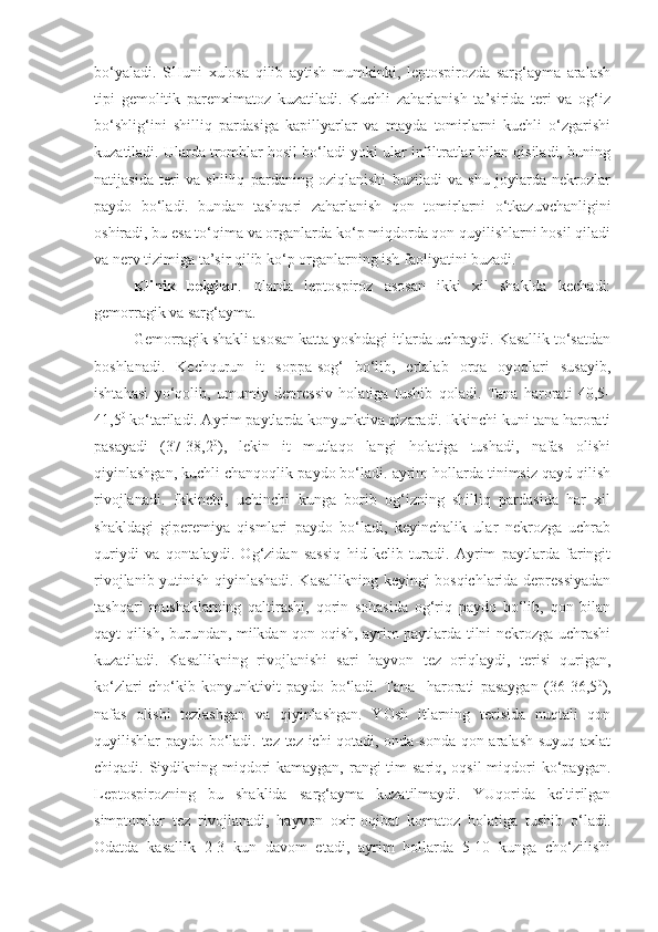 bo‘yaladi.   SHuni   xulosa   qilib   aytish   mumkinki,   leptospirozda   sarg‘ayma   aralash
tipi   gemolitik   parenximatoz   kuzatiladi.   Kuchli   zaharlanish   ta’sirida   teri   va   og‘iz
bo‘shlig‘ini   shilliq   pardasiga   kapillyarlar   va   mayda   tomirlarni   kuchli   o‘zgarishi
kuzatiladi. Ularda tromblar hosil bo‘ladi yoki ular infiltratlar bilan qisiladi, buning
natijasida   teri   va   shilliq   pardaning   oziqlanishi   buziladi   va   shu   joylarda   nekrozlar
paydo   bo‘ladi.   bundan   tashqari   zaharlanish   qon   tomirlarni   o‘tkazuvchanligini
oshiradi, bu esa to‘qima va organlarda ko‘p miqdorda qon quyilishlarni hosil qiladi
va nerv tizimiga ta’sir qilib ko‘p organlarning ish faoliyatini buzadi.
Klinik   belgilar .   Itlarda   leptospiroz   asosan   ikki   xil   shaklda   kechadi:
gemorragik va sarg‘ayma.
Gemorragik shakli asosan katta yoshdagi itlarda uchraydi. Kasallik to‘satdan
boshlanadi.   Kechqurun   it   soppa-sog‘   bo‘lib,   ertalab   orqa   oyoqlari   susayib,
ishtahasi   yo‘qolib,   umumiy   depressiv   holatiga   tushib   qoladi.   Tana   harorati   40,5-
41,5 0
 ko‘tariladi. Ayrim paytlarda konyunktiva qizaradi. Ikkinchi kuni tana harorati
pasayadi   (37-38,2 0
),   lekin   it   mutlaqo   langi   holatiga   tushadi,   nafas   olishi
qiyinlashgan, kuchli chanqoqlik paydo bo‘ladi. ayrim hollarda tinimsiz qayd qilish
rivojlanadi.   Ikkinchi,   uchinchi   kunga   borib   og‘izning   shilliq   pardasida   har   xil
shakldagi   giperemiya   qismlari   paydo   bo‘ladi,   keyinchalik   ular   nekrozga   uchrab
quriydi   va   qontalaydi.   Og‘zidan   sassiq   hid   kelib   turadi.   Ayrim   paytlarda   faringit
rivojlanib yutinish qiyinlashadi. Kasallikning keyingi bosqichlarida depressiyadan
tashqari   mushaklarning   qaltirashi,   qorin   sohasida   og‘riq   paydo   bo‘lib,   qon   bilan
qayt qilish, burundan, milkdan qon oqish, ayrim paytlarda tilni nekrozga uchrashi
kuzatiladi.   Kasallikning   rivojlanishi   sari   hayvon   tez   oriqlaydi,   terisi   qurigan,
ko‘zlari   cho‘kib   konyunktivit   paydo   bo‘ladi.   Tana     harorati   pasaygan   (36-36,5 0
),
nafas   olishi   tezlashgan   va   qiyinlashgan.   YOsh   itlarning   terisida   nuqtali   qon
quyilishlar paydo bo‘ladi. tez-tez ichi qotadi, onda-sonda qon aralash suyuq axlat
chiqadi. Siydikning miqdori kamaygan, rangi tim  sariq, oqsil  miqdori ko‘paygan.
Leptospirozning   bu   shaklida   sarg‘ayma   kuzatilmaydi.   YUqorida   keltirilgan
simptomlar   tez   rivojlanadi,   hayvon   oxir-oqibat   komatoz   holatiga   tushib   o‘ladi.
Odatda   kasallik   2-3   kun   davom   etadi,   ayrim   hollarda   5-10   kunga   cho‘zilishi 