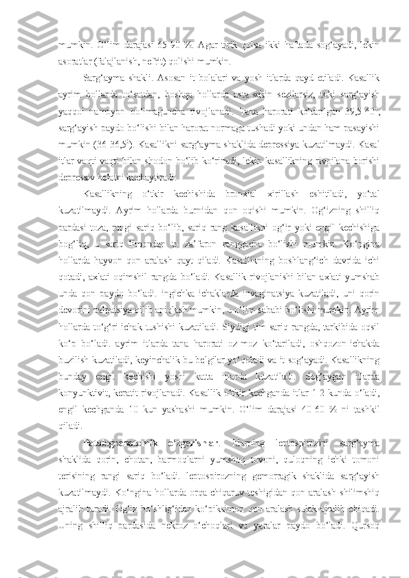 mumkin.   O‘lim   darajasi   65-90   %.   Agar   tirik   qolsa   ikki   haftada   sog‘ayadi,   lekin
asoratlar (falajlanish, nefrit) qolishi mumkin.
Sarg‘ayma   shakli.   Asosan   it   bolalari   va   yosh   itlarda   qayd   etiladi.   Kasallik
ayrim   hollarda   to‘satdan,   boshqa   hollarda   asta-sekin   sezilarsiz,   toki   sarg‘ayish
yaqqol   namoyon   bo‘lmaguncha   rivojlanadi.   Tana   harorati   ko‘tarilgan   39,5-40 0
,
sarg‘ayish paydo bo‘lishi bilan harorat normaga tushadi yoki undan ham pasayishi
mumkin (36-36,5 0
). Kasallikni sarg‘ayma shaklida depressiya kuzatilmaydi. Kasal
itlar vaqti-vaqti bilan shodon bo‘lib ko‘rinadi, lekin kasallikning rivojlana borishi
depressiv holatni kuchaytiradi. 
Kasallikning   o‘tkir   kechishida   bronxial   xirillash   eshitiladi,   yo‘tal
kuzatilmaydi.   Ayrim   hollarda   burnidan   qon   oqishi   mumkin.   Og‘izning   shilliq
pardasi   toza,   rangi   sariq   bo‘lib,   sariq   rang   kasallikni   og‘ir   yoki   engil   kechishiga
bog‘liq,   u   sariq   limondan   to   za’faron   ranggacha   bo‘lishi   mumkin.   Ko‘pgina
hollarda   hayvon   qon   aralash   qayt   qiladi.   Kasallikning   boshlang‘ich   davrida   ichi
qotadi,   axlati   oqimshil   rangda   bo‘ladi.   Kasallik   rivojlanishi   bilan   axlati   yumshab
unda   qon   paydo   bo‘ladi.   ingichka   ichaklarda   invaginatsiya   kuzatiladi,   uni   qorin
devorini palpatsiya qilib aniqlash mumkin, u o‘lim sababi bo‘lishi mumkin. Ayrim
hollarda to‘g‘ri ichak tushishi  kuzatiladi. Siydigi  tim-sariq rangda, tarkibida oqsil
ko‘p   bo‘ladi.   ayrim   itlarda   tana   harorati   oz-moz   ko‘tariladi,   oshqozon-ichakda
buzilish kuzatiladi, keyinchalik bu belgilar yo‘qoladi va it sog‘ayadi. Kasallikning
bunday   engil   kechishi   yoshi   katta   itlarda   kuzatiladi.   Sog‘aygan   itlarda
konyunktivit, keratit  rivojlanadi. Kasallik o‘tkir  kechganda  itlar 1-2 kunda o‘ladi,
engil   kechganda   10   kun   yashashi   mumkin.   O‘lim   darajasi   40-60   %   ni   tashkil
qiladi.
Patalogoanatomik   o‘zgarishlar .   Itlarning   leptospirozini   sarg‘ayma
shaklida   qorin,   chotan,   barmoqlarni   yumshoq   tovoni,   quloqning   ichki   tomoni
terisining   rangi   sariq   bo‘ladi.   leptospirozning   gemorragik   shaklida   sarg‘ayish
kuzatilmaydi.   Ko‘ngina   hollarda   orqa   chiqaruv   teshigidan   qon   aralash   shilimshiq
ajralib   turadi.   Og‘iz   bo‘shlig‘idan   ko‘piksimon   qon   aralash   sulak   ajralib   chiqadi.
Uning   shilliq   pardasida   nekroz   o‘choqlari   va   yaralar   paydo   bo‘ladi.   Qursoq 