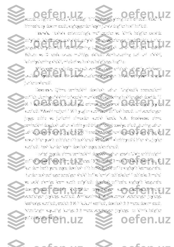 vaqtda   it   og‘riqni   sezadi,   shu   erdagi   follikulalardan   yiring   oqib   chiqadi.   Kasallik
bir necha oy davom etadi, sog‘aygandan keyin junsiz dog‘lar hosil bo‘ladi.
Tashxis.   Tashxis   epizootologik   ma’lumotlar   va   klinik   belgilar   asosida
qo‘yiladi.   laboratoriya   tashxisini   qo‘yish   uchun   zararlangan   joydn   qobiq,   junlar,
tangachalar   yuboriladi.   Zamburuqning   turini   aniqlash   uchun   patologik   material
Saburo   va   CHapek   ozuqa   muhitiga   ekiladi.   Zamburuqning   turi   uni   o‘sishi,
koloniyalarning shakli, miqdori va boshqa belgilarga bog‘liq. 
Mikrosporum  avlodiga mansub  zamburuqlarni  aniqlash  uchun lyuminissent
usuldan   foydalaniladi.   SHu   zamburuqlar   rivojlangan   bo‘lsa   och-yashil   rangda
junlar tovlanadi.
Davolash.   Qirma   temiratkini   davolash   uchun   fungistatik   preparatlarni
qo‘llab ularning o‘sishini to‘xtatish mumkin. Kasallikning boshlang‘ich davrida 10
%   li   salitsil   kislotasiii,   5   %   li   yod   eritmasi   aralashmasi   bilan   zararlangan   joylar
surtiladi. YAxshi natijani 1 % li yuglon surtmasini qo‘llash beradi. Uni zararlangan
joyga   qobiq   va   junlarini   olmasdan   surtish   kerak.   N.A.   Spesivseva   qirma
temiratkini davolash uchun xlorbir yodidni qo‘llashni tavsiya qiladi. Buning uchun
uch kun davomida shu joylar 3-5 % li preparat bilan namlanadi, shundan so‘ng kir
sovun bilan yuvib qobiqlar olib tashlanadi va 10 % li xlorbir yodid bilan shu joylar
surtiladi. Besh kundan keyin davolash qayta takrorlanadi.
Hozirgi   paytda   qirma   temiratkini   davolash   uchun   greziofulvin   anbitiotigini
qo‘llash yaxshi natija bermoqda, itlarga 15-20 mg/kg 2 mahal 20 kun davomida, 10
kun dam berib yana qayta davolash olib boriladi, toki to‘liq sog‘ayib ketmaguncha.
Bundan tashqari agar tarqalgan shakli bo‘lsa lamizil tabletkalari 1 tabletka 2 mahal
va   ustki   qismiga   krem   surtib   qo‘yiladi.   davolash   to‘liqcha   sog‘ayib   ketguncha
davom   etadi.   Undetsin   kislotasidan   tayyorlangan   surtma   kuniga   2   mahal
zararlangan   joylarga   surtiladi.   Amikazolni   5   %   li   surtmasi   zararlangan   joylarga
kechasiga surtiladi, ertalab 2 % li kukuni sepiladi, davolash 2-3 marta davom etadi.
Nitrofungin   suyuqligi   kuniga   2-3   marta   zararlangan   joylarga     to   klinik   belgilar
yo‘qolguncha surtiladi. 