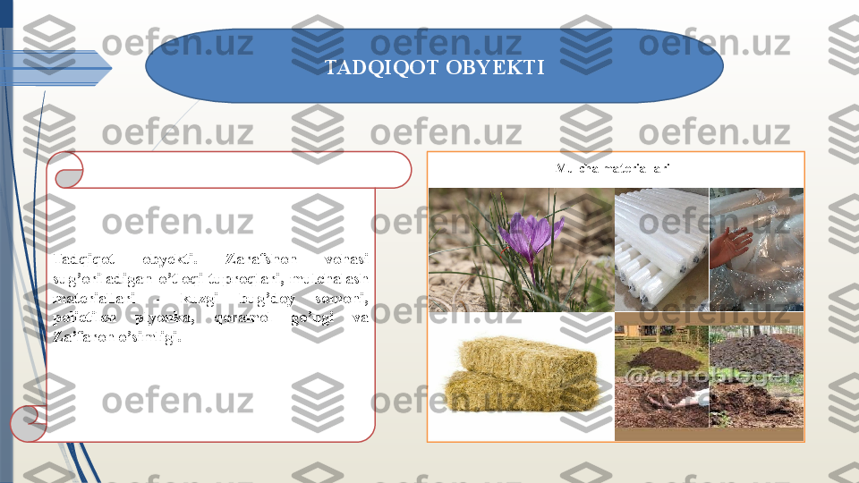 Tadqiqot  obyekti.  Zarafshon  vohasi 
sug’oriladigan  o’tloqi  tuproqlari,  mulchalash 
materiallari  -  kuzgi  bug’doy  somoni, 
polietilen  plyonka,  qoramol  go’ngi  va 
Za’faron o’simligi. TADQIQOT OBYEKTI
Mulcha materiallari              