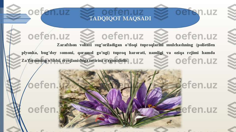 Zarafshon  vohasi  sug’oriladigan  o’tloqi  tuproqlarini  mulchashning  (polietilen 
plyonka,  bug’doy  somoni,  qoramol  go’ngi)  tuproq  harorati,  namligi  va  oziqa  rejimi  hamda 
Za’faronning o’sishi, rivojlanishiga tasirini o’rganishdir.  TADQIQOT MAQSADI              