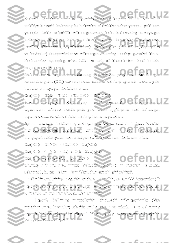 Kislotali   tuproqlarda   temir   va   alyuminiy   fosfotlari   ko‘proq   bo‘ladi.   Minerallar
tarkibiga   kiruvchi   fosforning   bu   birkmalari   o‘simliklar   uchun   yaroqsiz   yoki   kam
yaroqsiz.   Lekin   ko‘pchilik   mikroorganizmlar   fosfot   kislotasining   erimaydigan
birikmalarini   eriydigan   holatga   o‘tkazadi.   Ularga   bakterialar   Pseudomonas,
Bacillus,  Micrococcus,   Mycobacterium),   zamburug‘lar    (Penicellum, Aspergillus
va   boshqalar)   aktiopomintlar   va   mikroorganizmlarning     boshqa   guruxlari   kiradi.
Fosfatlarning   tuproqdagi   erishi   CO
2       va   turli   xil   kislotalardan     hosil   bo‘lishi
natijasida amalga oshadi.
Nafas   olish   va   organik   moddalarning   parchalanishi   jarayonida   hosil   bo‘lgan
karbonat   angidrit   (CO
2 )   suv   ishtirokida  karbonat   kislotaga   aylanadi,   u  esa   u   yoki
bu qadar erimaydigan fosfatlarni eritadi
Ca
3 (PO
4 )
2  + 2 CO
2   + 2H
2 O → 2CaHPO
4  + Ca(HCO
3 )
2
Suvda   erimaydigan   fosfatlarning   mobilizasiyalanishi   mikroorganizmlar
uglevodlarni   to‘liqsiz   oksidlaganda   yoki   ularni   bijg‘itganda   hosil   bo‘ladigan
organik kislota va ketokislotalar hisobiga ham amalga oshadi. 
Ayrim   holatlarda   fosfatlarning   erishiga   nitrat   kislota   sababchi   bo‘ladi.   Nitratlar
nitrifikasiyalaydigan   bakteriyalar   tomonidan   hosil   bo‘ladi.   Oksidlaydigan
oltingugurt bakteriyalari hosil qiladigan sulfat kislota ham  fosfatlarni eritadi.
Ca
3 (PO
4 )
2  + 2HNO
3  → 2CaHPO
4  + Ca(NO
3 )
2
Ca
3 (PO
4 )
2  + 4HNO
3  → Ca(H
2 PO
4 )
2  + 2Ca(NO
3 )
2
Ca
3 (PO
4 )
2  + H
2 SO
4  → CaHPO
4  + CaSO
4
Shunday   qilib   oraliq   va   mineral   kislotalar   Ca
3   (PO
4 )     ni   eruvchan   fosfatlarga
aylantiradi, bu esa fosfatni o‘simliklar uchun yaroqliligini oshiradi.
  Fosfor  birikmalarining  o‘zgarishi  ancha  sodda  bo‘lib, asosan  ikki  jarayondan.(1)
organik fosforning minerallanishi va (2) fosfor tuzlarining kam eruvchan shakldan
ko‘p shakldan eruvchan shaklga utishdan iborat.
Organik   fosforning   minerallanishi   chirituvchi   mikrorganizmlar   (Vas
megatherium   va   boshqalar)   ta’sirida   amalga   oshadi   va   odatda   fosfor   kislotaning
organik   birikmalardan   gidrolitik   yo‘l   bilan   quyidagi   sxemaga   muvofiq   ajralib
chiqishdan iborat bo‘ladi. 