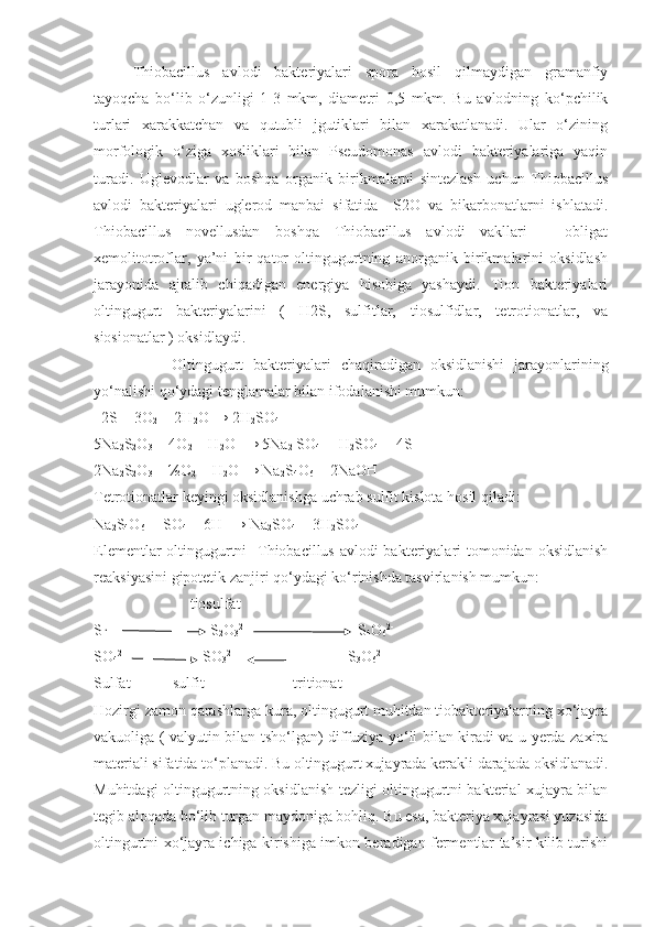 Thiobacillus   avlodi   bakteriyalari   spora   hosil   qilmaydigan   gramanfiy
tayoqcha   bo‘lib   o‘zunligi   1-3   mkm,   diametri   0,5   mkm.   Bu   avlodning   ko‘pchilik
turlari   xarakkatchan   va   qutubli   jgutiklari   bilan   xarakatlanadi.   Ular   o‘zining
morfologik   o‘ziga   xosliklari   bilan   Pseudomonas   avlodi   bakteriyalariga   yaqin
turadi.   Uglevodlar   va   boshqa   organik   birikmalarni   sintezlash   uchun   Thiobacillus
avlodi   bakteriyalari   uglerod   manbai   sifatida     S2O   va   bikarbonatlarni   ishlatadi.
Thiobacillus   novellusdan   boshqa   Thiobacillus   avlodi   vakllari   –   obligat
xemolitotroflar,   ya’ni   bir   qator   oltingugurtning   anorganik   birikmalarini   oksidlash
jarayonida   ajralib   chiqadigan   energiya   hisobiga   yashaydi.   Tion   bakteriyalari
oltingugurt   bakteriyalarini   (   H2S,   sulfitlar,   tiosulfidlar,   tetrotionatlar,   va
siosionatlar ) oksidlaydi.
   Oltingugurt   bakteriyalari   chaqiradigan   oksidlanishi   jarayonlarining
yo‘nalishi qo‘ydagi tenglamalar bilan ifodalanishi mumkun:
   2S + 3O
2   + 2H
2 O → 2H
2 SO
4
5Na
2 S
2 O
3  + 4O
2  + H
2 O  → 5Na
2  SO
4   + H
2 SO
4   + 4S
2Na
2 S
2 O
3  + ½O
2  + H
2 O → Na
2 S
4 O
6  + 2NaOH
Tetrotionatlar keyingi oksidlanishga uchrab sulfit kislota hosil qiladi:
Na
2 S
4 O
6   + SO
4  + 6H + 
→ Na
2 SO
4  + 3H
2 SO
4
Elementlar  oltingugurtni    Thiobacillus avlodi  bakteriyalari tomonidan oksidlanish
reaksiyasini gipotetik zanjiri qo‘ydagi ko‘rinishda tasvirlanish mumkun:                 
                         tiosulfat 
S                            S
2 O
3 2-
                             S
4 O
6 2-
SO
4 2-
                    SO
3 2- 
                             S
3 O
6 2-
Sulfat           sulfit                       tritionat
Hozirgi zamon qarashlarga kura, oltingugurt muhitdan tiobakteriyalarning xo‘jayra
vakuoliga ( valyutin bilan tsho‘lgan) diffuziya yo‘li bilan kiradi va u yerda zaxira
materiali sifatida to‘planadi. Bu oltingugurt xujayrada kerakli darajada oksidlanadi.
Muhitdagi oltingugurtning oksidlanish tezligi oltingugurtni bakterial xujayra bilan
tegib aloqada bo‘lib turgan maydoniga bohliq. Bu esa, bakteriya xujayrasi yuzasida
oltingurtni xo‘jayra ichiga kirishiga imkon beradigan fermentlar ta’sir kilib turishi 