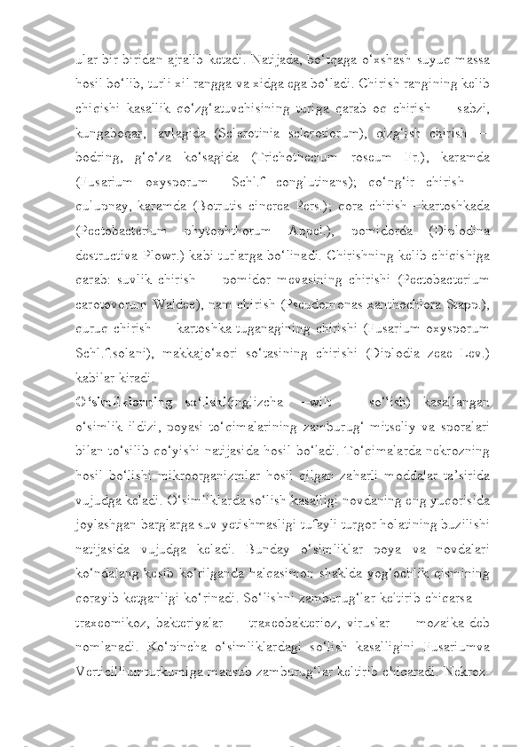 ular bir-biridan ajralib ketadi. Natijada, bo‘tqaga o‘xshash suyuq massa
hosil bo‘lib, turli xil rangga va xidga ega bo‘ladi. Chirish rangining kelib
chiqishi   kasallik   qo‘zg‘atuvchisining   turiga   qarab   oq   chirish   —   sabzi,
kungaboqar,   lavlagida   (Sclerotinia   sclerotiorum),   qizg‘ish   chirish   —
bodring,   g‘o‘za   ko‘sagida   (Trichothecium   roseum   Fr.),   karamda
(Fusarium   oxysporum     Schl.f   conglutinans);   qo‘ng‘ir   chirish   —
qulupnay,   karamda   (Botrutis   cinerea   Pers.);   qora   chirish—kartoshkada
(Pectobacterium   phytophthorum   Appel.),   pomidorda   (Diplodina
destructiva Plowr.) kabi turlarga bo‘linadi. Chirishning kelib chiqishiga
qarab:   suvlik   chirish   —   pomidor   mevasining   chirishi   (Pectobacterium
carotovorum Waldee), nam chirish (Pseudomonas xanthochlora Stapp.),
quruq chirish  — kartoshka  tuganagining  chirishi  (Fusarium  oxysporum
Schl.f.solani),   makkajo‘xori   so‘tasining   chirishi   (Diplodia   zeae   Lev.)
kabilar kiradi.
O‘simliklarning   so‘lishi (inglizcha   —wilt   —   so‘lish)   kasallangan
o‘simlik   ildizi,   poyasi   to‘qimalarining   zamburug‘   mitseliy   va   sporalari
bilan to‘silib qo‘yishi natijasida hosil bo‘ladi. To‘qimalarda nekrozning
hosil   bo‘lishi   mikroorganizmlar   hosil   qilgan   zaharli   moddalar   ta’sirida
vujudga keladi. O‘simliklarda so‘lish kasalligi novdaning eng yuqorisida
joylashgan barglarga suv yetishmasligi tufayli turgor holatining buzilishi
natijasida   vujudga   keladi.   Bunday   o‘simliklar   poya   va   novdalari
ko‘ndalang kesib ko‘rilganda halqasimon  shaklda yog‘ochlik qismining
qorayib ketganligi ko‘rinadi. So‘lishni zamburug‘lar keltirib chiqarsa —
traxeomikoz,   bakteriyalar   —   traxeobakterioz,   viruslar   —   mozaika   deb
nomlanadi.   Ko‘pincha   o‘simliklardagi   so‘lish   kasalligini   Fusariumva
Verticilliumturkumiga mansub zamburug‘lar keltirib chiqaradi. Nekroz- 