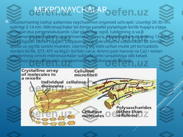 MIKRONAYCHALAR. 

Sitoplazmaning tashqi qatlamida naychasimon organoid uchraydi. Uzunligi 20-30 nm, 
qalinligi 5-14 nm. Mikronaychalar bir-biriga parallel joylashgan bo'lib hujayra o'qiga 
nisbatan esa perpendakulyardir. Ular globulyar oqsil, tubilinning  α  va- β 
monomerlaridan tashkil topgan, membranasi yo'q. Mikronaycha tubulinning 13 dona 
subbirligidan tashkil topgan. Sitoplazmaning mikronaycha subbirliklari bir-biridan 
ajralib va yig'ilib turishi mumkin. Ularning yig'ilishi uchun muhit pH ko'rsatkichi 
nordon bo'lib, GTF, ATF va Mg2+ bo'lishi zarur. Ammo past harorat va Ca2+ ionlari 
miqdorining ortishi mikronaychalar subbirliklarini tarqalishiga olib keladi. 
Mikronaychalar yordamida sitoplazmaning harakati sodir bo'ladi. 