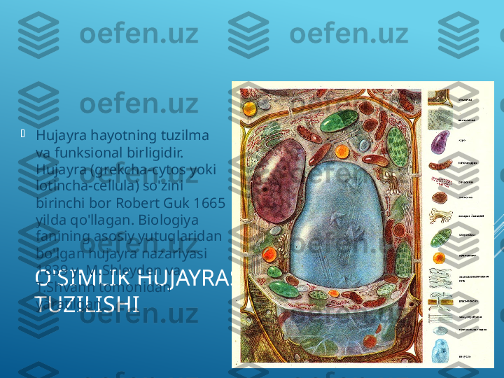 O'SIMLIK HUJAYRASINING 
TUZILISHI
Hujayra hayotning tuzilma 
va funksional birligidir. 
Hujayra (grekcha-cytos yoki 
lotincha-cellula) so'zini 
birinchi bor Robert Guk 1665 
yilda qo'llagan. Biologiya 
fanining asosiy yutuqlaridan 
bo'lgan hujayra nazariyasi 
1839 y. M.Shleyden va 
T.Shvann tomonidan 
yaratilgan  