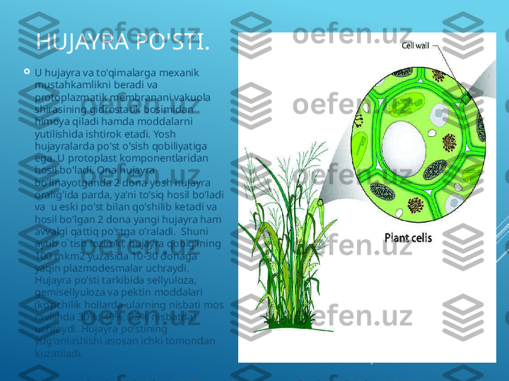 HUJAYRA PO'STI. 

U hujayra va to'qimalarga mexanik 
mustahkamlikni beradi va 
protoplazmatik membranani vakuola 
shirasining gidrostatik bosimidan 
himoya qiladi hamda moddalarni 
yutilishida ishtirok etadi. Yosh 
hujayralarda po'st o'sish qobiliyatiga 
ega. U protoplast komponentlaridan 
hosil bo'ladi. Ona hujayra 
bo'linayotganda 2 dona yosh hujayra 
oralig'ida parda, ya'ni to'siq hosil bo'ladi 
va  u eski po'st bilan qo'shilib ketadi va 
hosil bo'lgan 2 dona yangi hujayra ham 
avvalgi qattiq po'stga o'raladi.  Shuni 
aytib o`tish lozimki, hujayra qobig'ining 
100 mkm2 yuzasida 10-30 donaga 
yaqin plazmodesmalar uchraydi. 
Hujayra po'sti tarkibida sellyuloza, 
gemisellyuloza va pektin moddalari 
(ko’pchilik hollarda ularning nisbati mos 
ravishda 30%; 40%; 25% nisbatda) 
uchraydi. Hujayra po'stining 
yug'onlashishi asosan ichki tomondan 
kuzatiladi. 