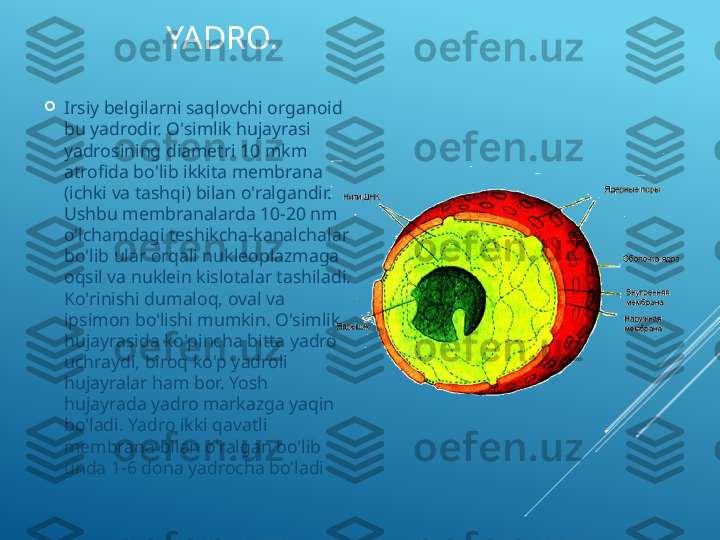 YADRO. 

Irsiy belgilarni saqlovchi organoid 
bu yadrodir. O'simlik hujayrasi 
yadrosining diametri 10 mkm 
atrofida bo'lib ikkita membrana 
(ichki va tashqi) bilan o'ralgandir. 
Ushbu membranalarda 10-20 nm 
o'lchamdagi teshikcha-kanalchalar 
bo'lib ular orqali nukleoplazmaga 
oqsil va nuklein kislotalar tashiladi. 
Ko'rinishi dumaloq, oval va 
ipsimon bo'lishi mumkin. O'simlik 
hujayrasida ko'pincha bitta yadro 
uchraydi, biroq ko'p yadroli 
hujayralar ham bor. Yosh 
hujayrada yadro markazga yaqin 
bo'ladi. Yadro ikki qavatli 
membrana bilan o'ralgan bo'lib 
unda 1-6 dona yadrocha bo'ladi 