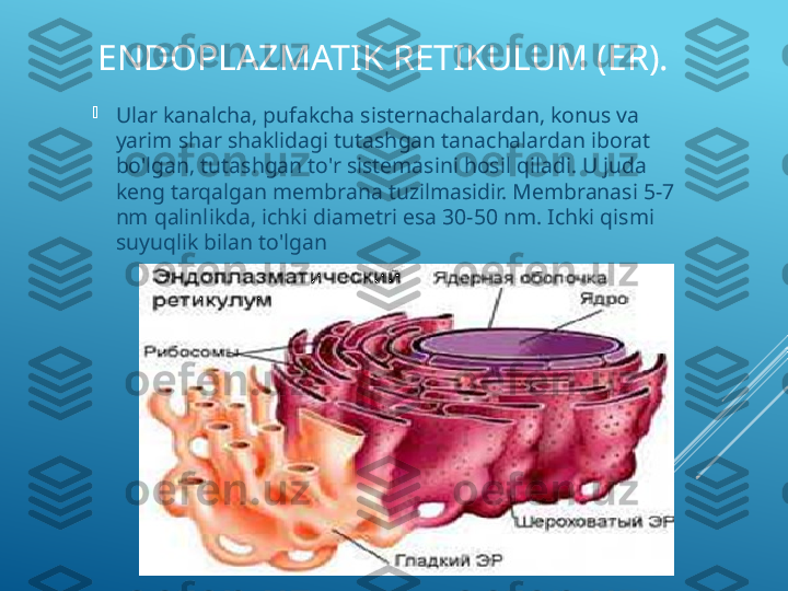 ENDOPLAZMATIK RETIKULUM (ER). 

Ular kanalcha, pufakcha sisternachalardan, konus va 
yarim shar shaklidagi tutashgan tanachalardan iborat 
bo'lgan, tutashgan to'r sistemasini hosil qiladi. U juda 
keng tarqalgan membrana tuzilmasidir. Membranasi 5-7 
nm qalinlikda, ichki diametri esa 30-50 nm. Ichki qismi 
suyuqlik bilan to'lgan  