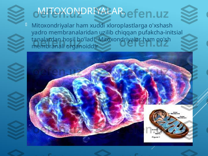 MITOXONDRIYALAR. 

Mitoxondriyalar ham xuddi xloroplastlarga o'xshash 
yadro membranalaridan uzilib chiqqan pufakcha-initsial 
tanalardan hosil bo'ladi. Mitoxondriyalar ham qo'sh 
membranali organoiddir  