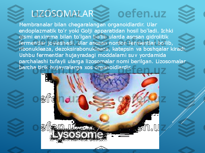   LIZOSOMALAR
Membranalar bilan chegaralangan organoidlardir. Ular 
endoplazmatik to'r yoki Golji apparatidan hosil bo'ladi. Ichki 
qismi enximma bilan to'lgan bo'lib ularda asosan gidrolitik 
fermentlar joylashadi. Ular asosan nordon fermentlar bo'lib, 
ribonukleaza, dezoksirabonukleaza, katepsin va boshqalar kiradi. 
Ushbu fermentlar hujayradagi moddalarni suv yordamida 
parchalashi tufayli ularga lizosomalar nomi berilgan. Lizosomalar 
barcha tirik hujayralarga xos organoidlardir.  