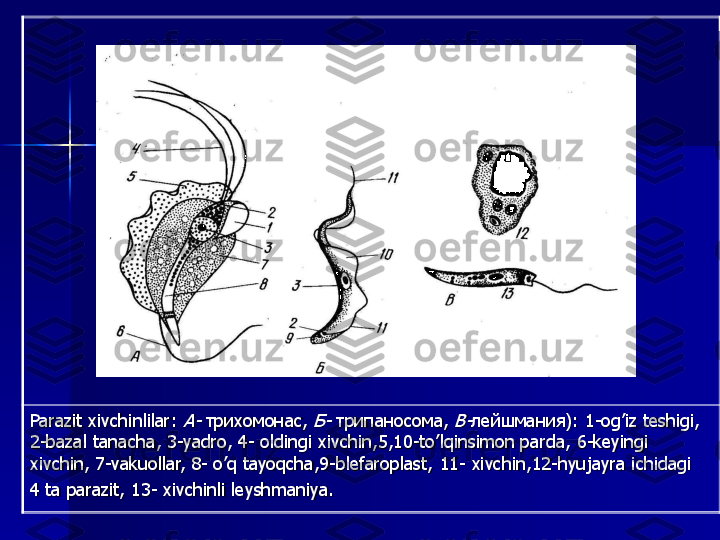 Parazit	xivchinlilar	: 	А	-	трихомонас	, 	Б	-	трипаносома, 	В	-лейшмания	):	1-og’iz 	teshigi	, 	
2-bazal 	tanacha	, 3	-yadro, 4	-	oldingi	xivchin,5,10	-to’lqinsimon 	parda	, 6	-keyingi 	
xivchin	, 7	-vakuollar, 8	-	o’q	tayoqcha,9	-blefaroplast,  11	-	xivchin,12	-hyujayra 	ichidagi	
4 	ta	parazit	, 13	-	xivchinli	leyshmaniya	. 