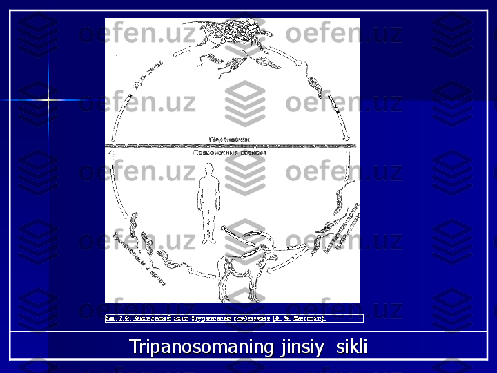 Tripanosomaning jinsiy  sikli 