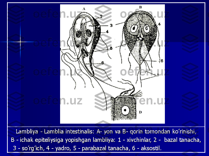 Lambliya	-	Lamblia	intestinalis	: A	-	yon 	va	B	-	qorin	tomondan	ko’rinishi	, 	
B 	-	ichak	epiteliysiga	yopishgan	lambliya	: 1 	-	xivchinlar	, 2 	-	bazal	tanacha	, 	
3 	-	so’rg’ich	, 4 	-	yadro	, 5 	-	parabazal	tanacha	, 6 	-	aksostil	.  