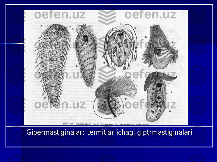 Gipermastiginalar	: 	termitlar	ichagi	giptrmastiginalari 