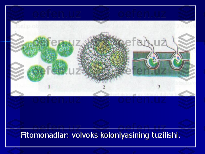 Fitomonadlar: volvoks koloniyasining tuzilishi. 